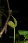 Pink lady's slipper <BR>Moccasin flower